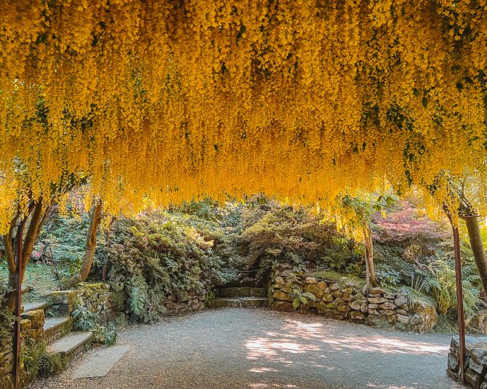 Bodnant Laburnum Arch