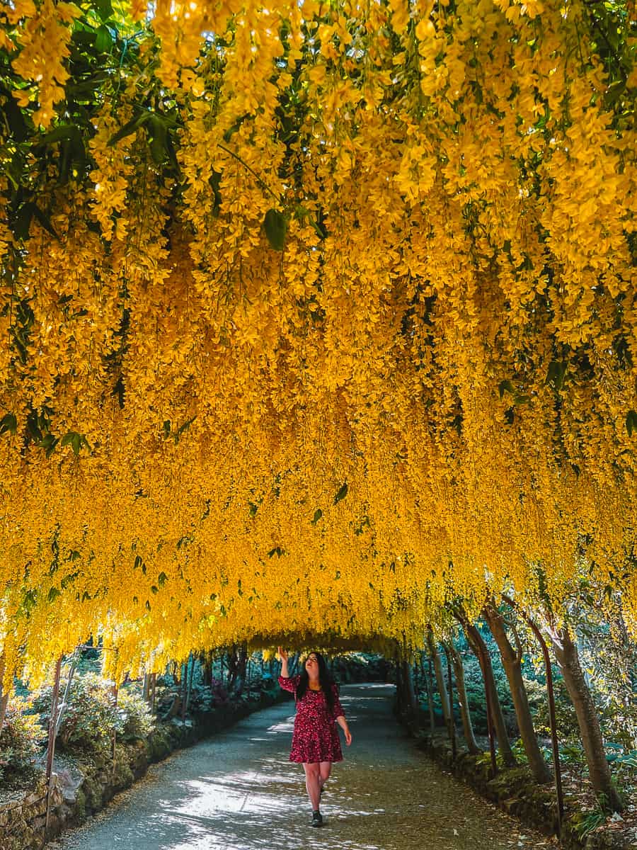 Laburnum Arch Wales