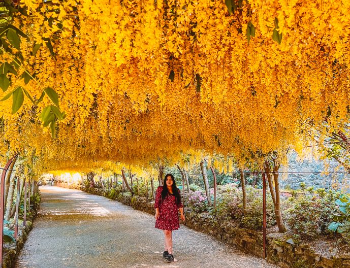 Bodnant Laburnum Arch