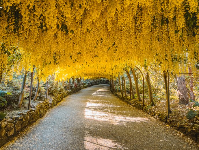 Bodnant Garden Laburnum Arch