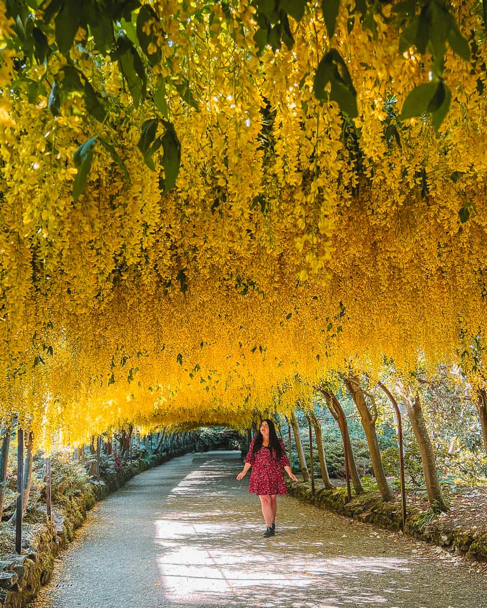 Laburnum Arch Bodnant Wales