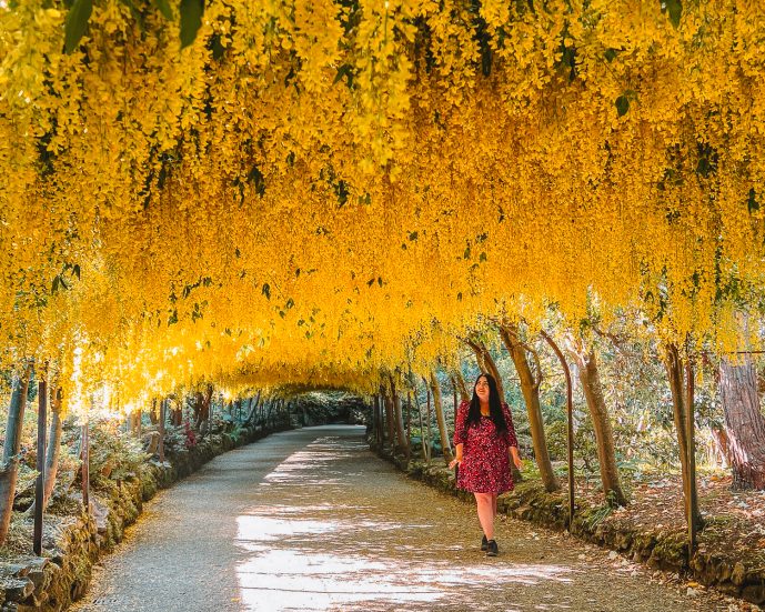 Bodnant Garden Laburnum Arch Wales