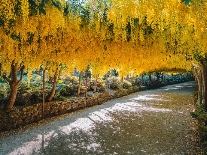 Laburnum Arch Bodnant Garden