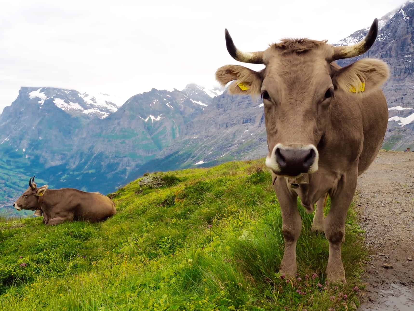 männlichen to kleine scheidegg walk