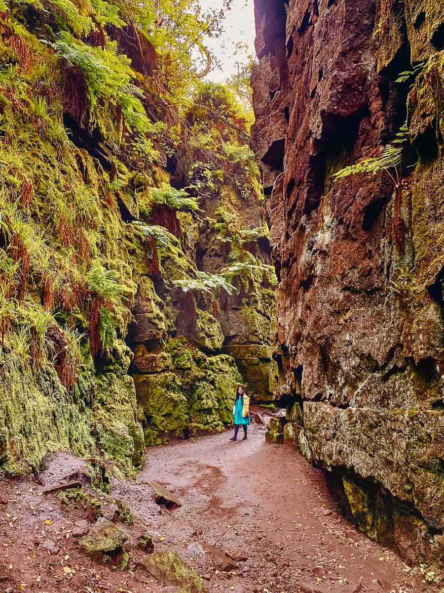 Lud's Church Peak District dramatic emerald green gorge with vegetation growing